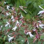 6 x Dreiblattspiere Gillenia trifoliata Topf 9cm Schnittblume
