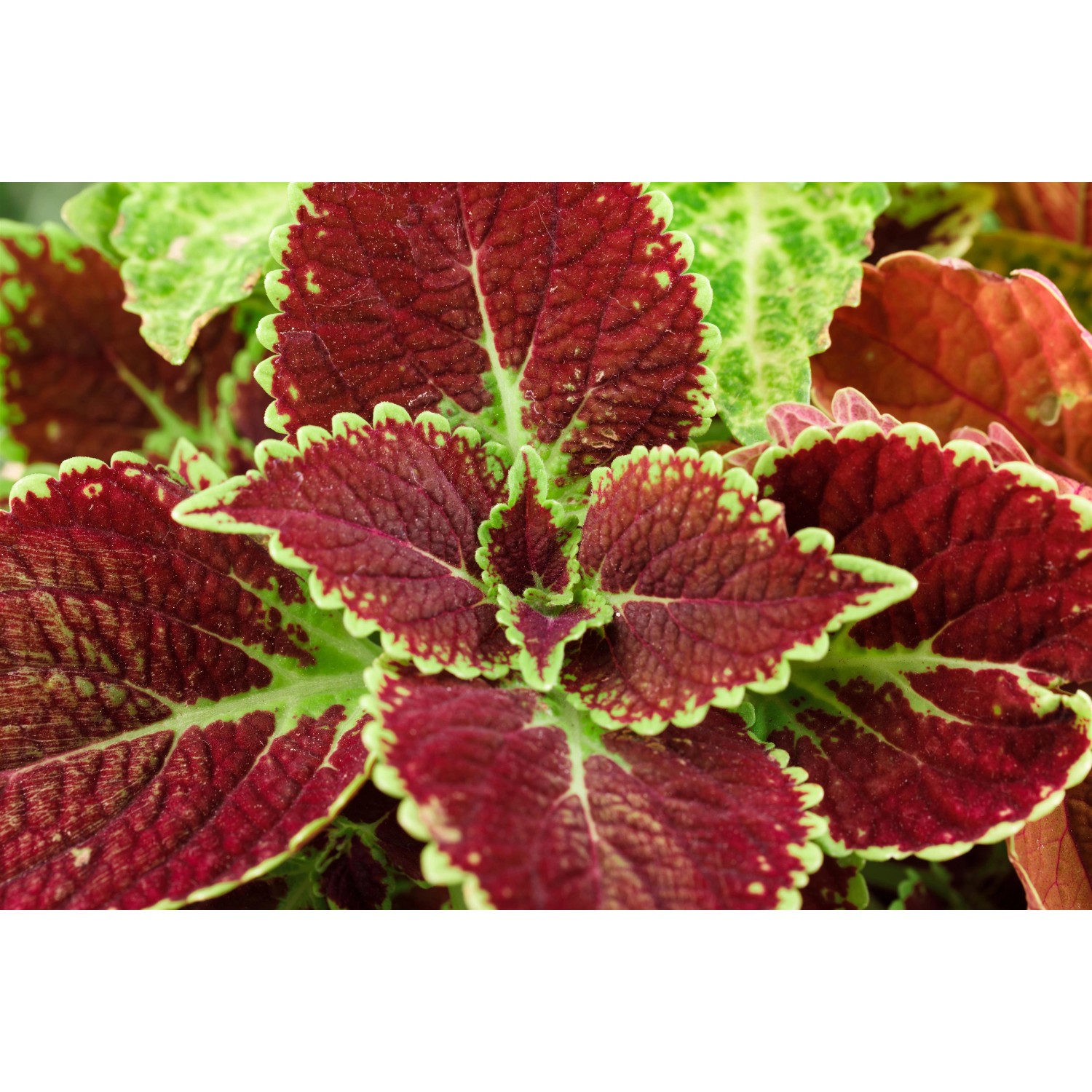 Nahaufnahme der farbenfrohen Blätter einer GROW by OBI Coleus-Buntnessel.