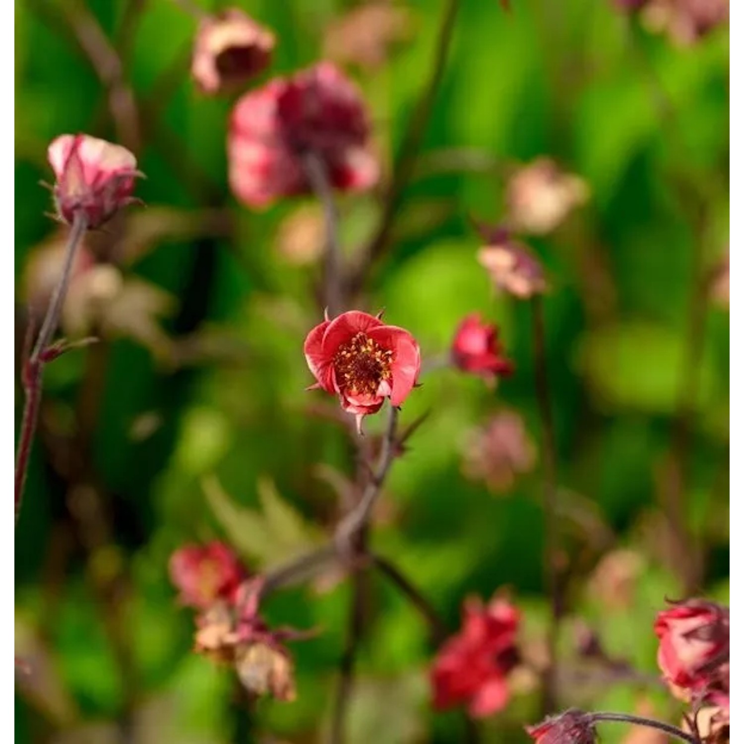 Bachnelkenwurz Flames of Passion - Geum rivale