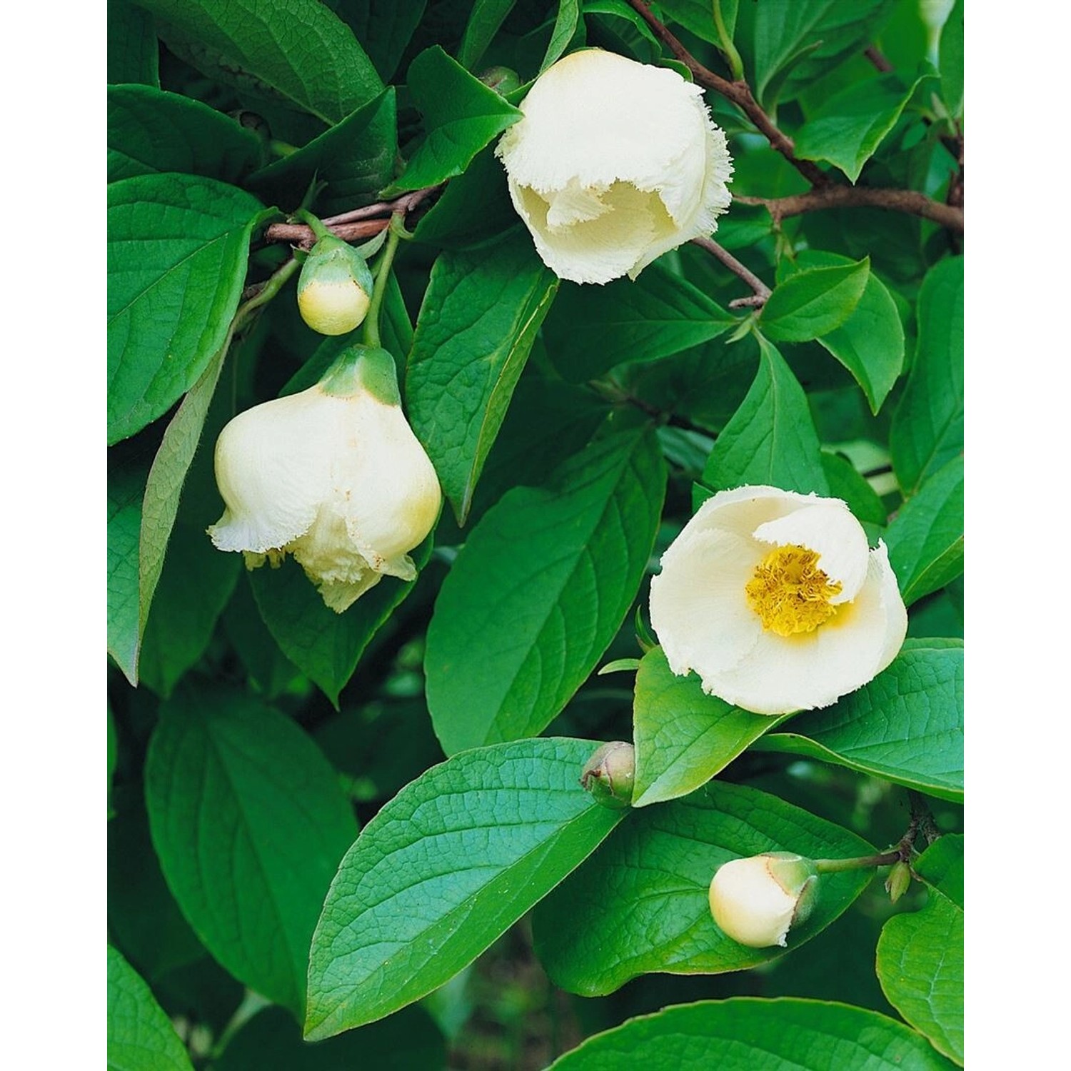 Stewartia Pseudocamellia Japanische Scheinkamelie 100–125 cm günstig online kaufen