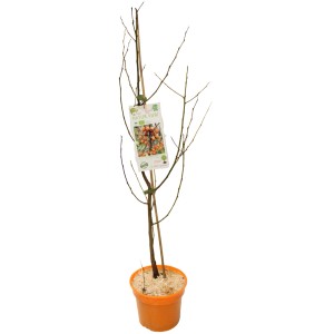GROW by OBI Bio Lotuspflaume im Topf, ca. 30-40 cm hoch. Obstbaum ohne Blätter.