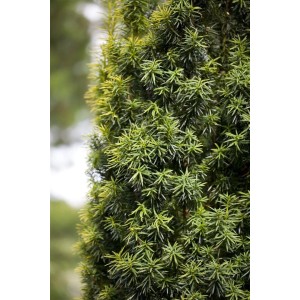 Detailaufnahme einer 40-50 cm hohen Taxus baccata Heckenpflanze mit dichten, grünen Nadeln.