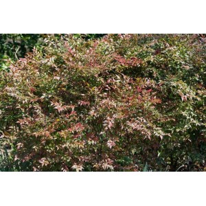Buschiger Himmelsbambus (Nandina Domestica) mit grün-roten Blättern, ca. 40-60 cm hoch.