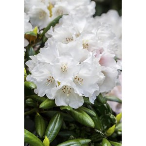 Nahaufnahme: Weiß blühender Rhododendron Decorum Strauch mit grünen Blättern.