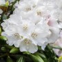 Nahaufnahme: Weiß blühender Rhododendron Decorum Strauch mit grünen Blättern.
