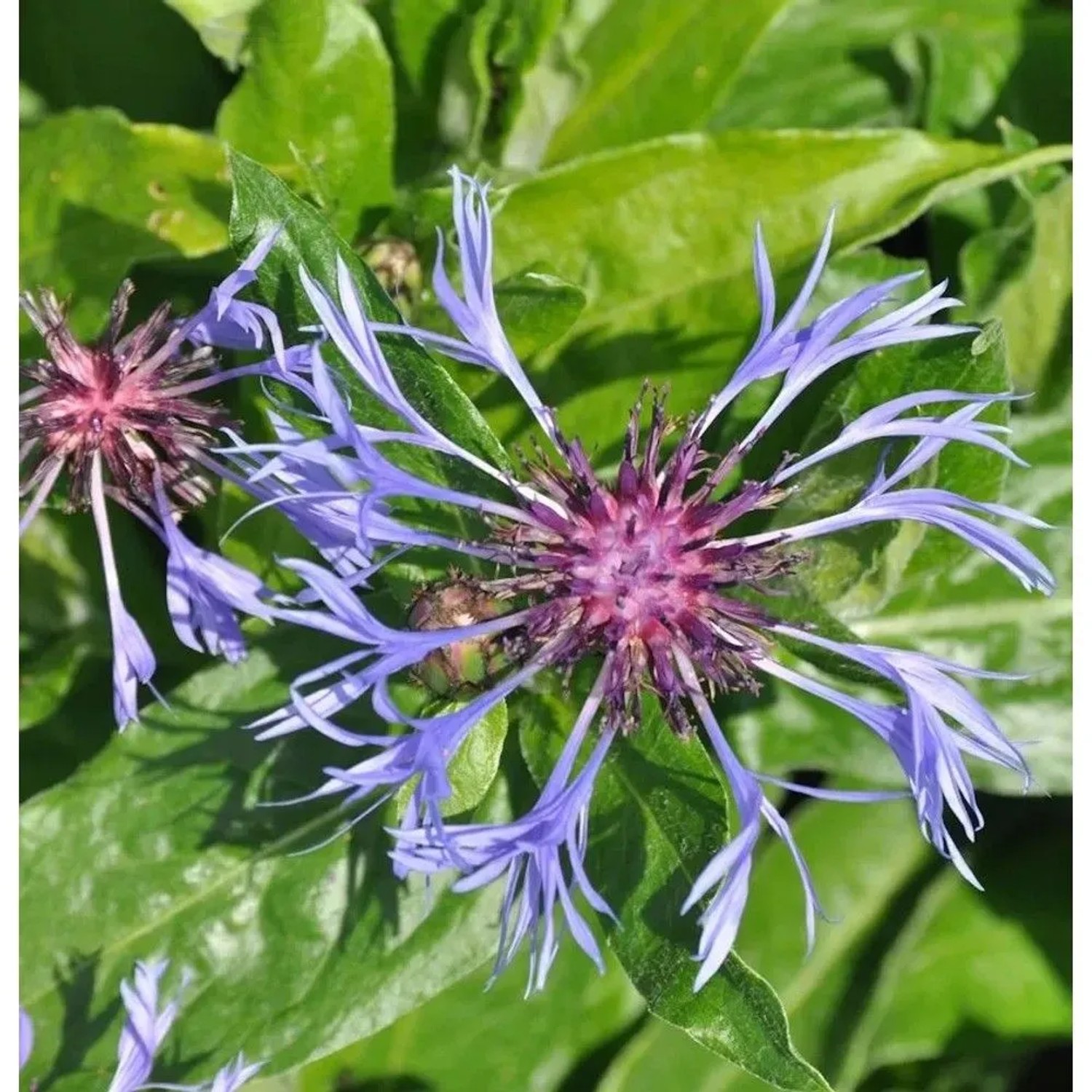 Bergflockenblume Grandiflora - Centaurea montana