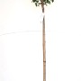 Kugelkirsche-Stämmchen (Prunus Fruticosa Globosa) im Topf, ca. 180-190 cm hoch.