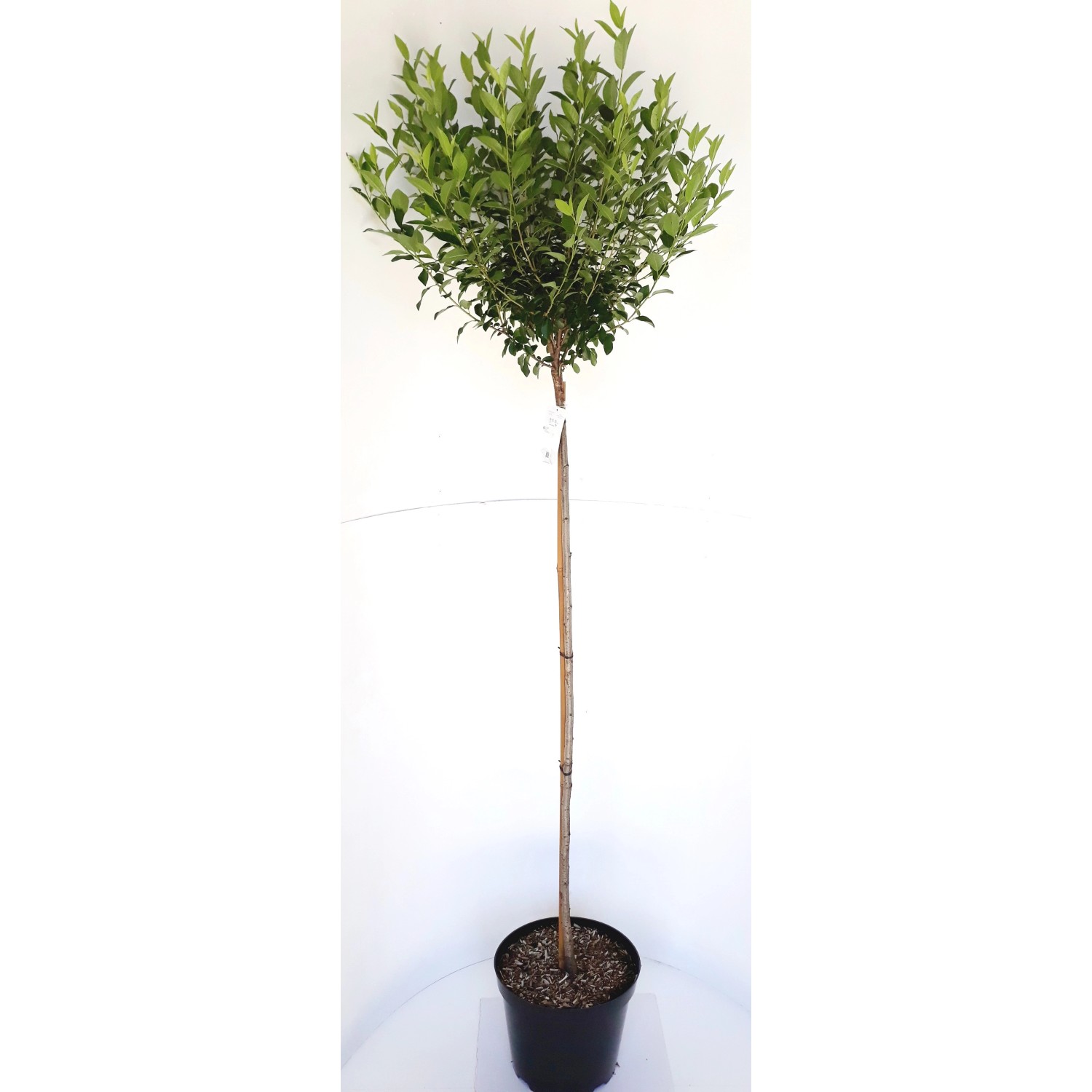 Pflanzen-Boering Kugelkirsche-Stämmchen Prunus Fruticosa Globosa Höhe 180-1 günstig online kaufen