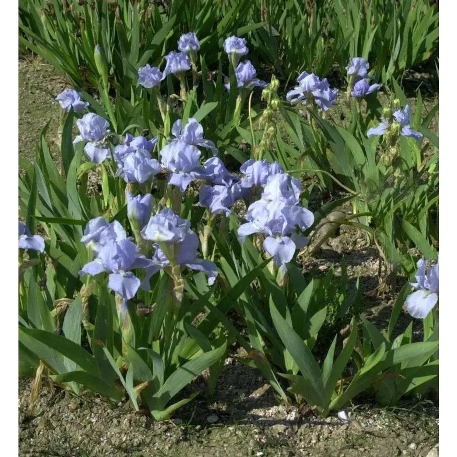 Zwergschwertlilie Azurea - Iris barbata