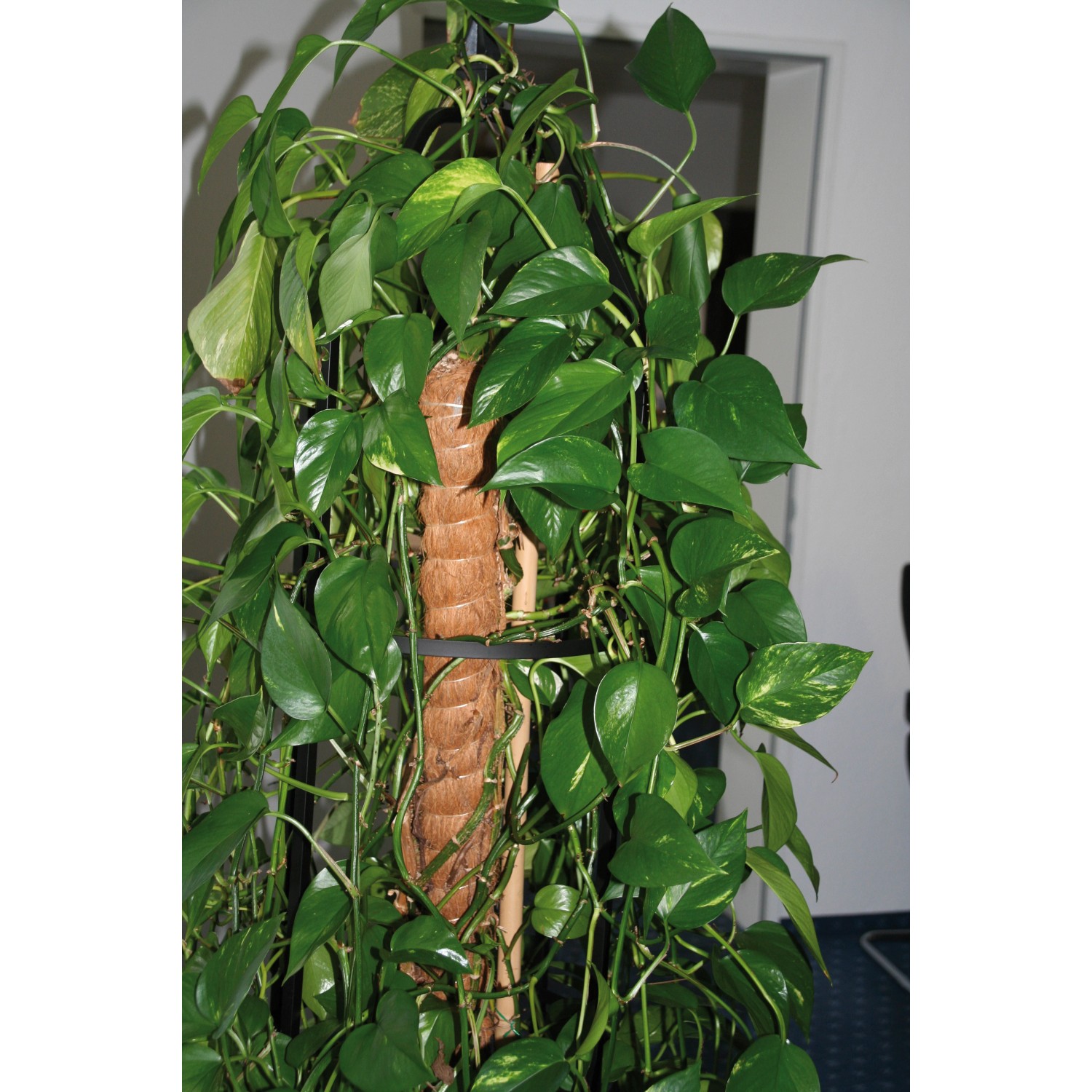 Pflanze rankt an einem 80 cm Kokosstab als Rankhilfe.