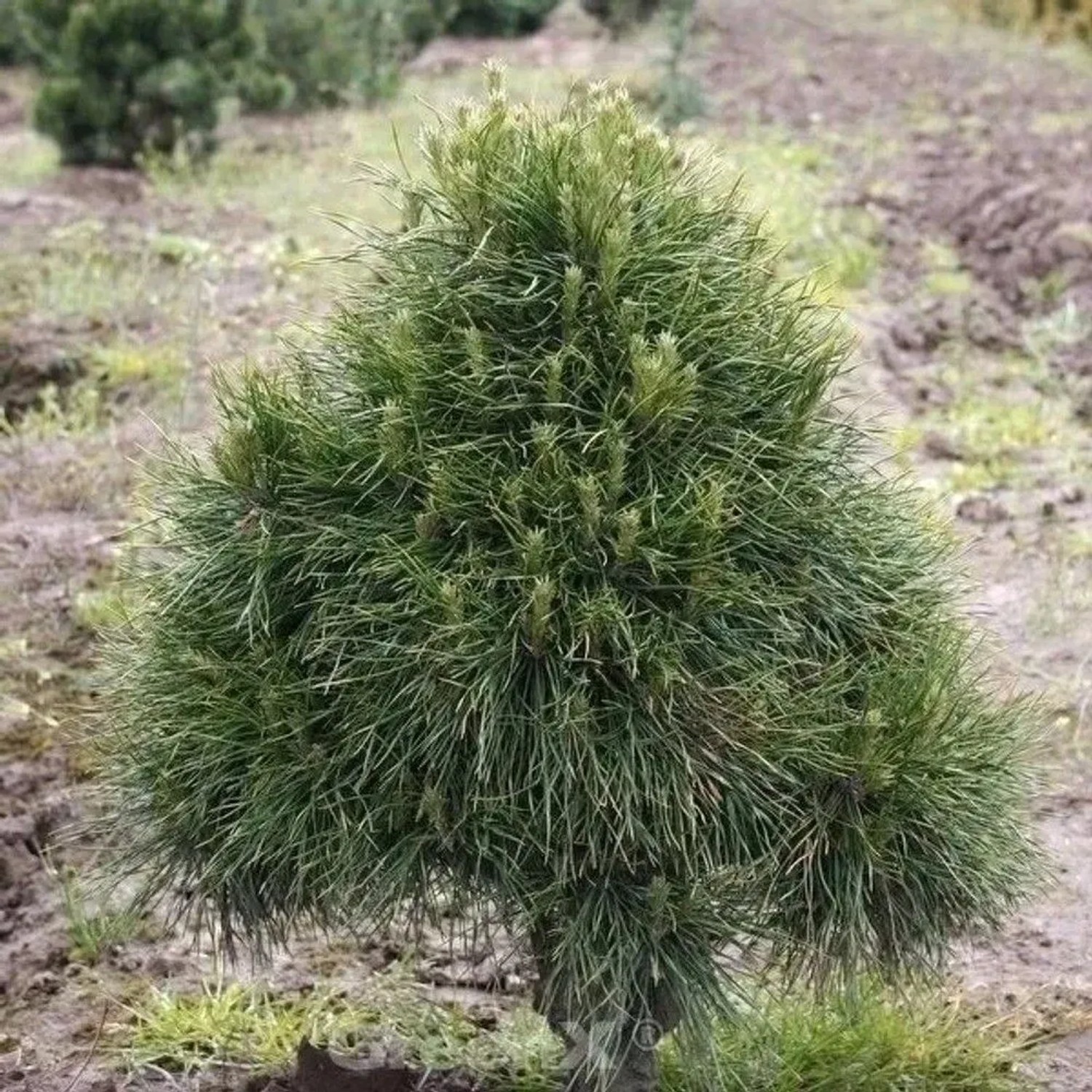 Kugelige Zwerg Kiefer Globosa Viridis 70-80cm - Pinus sylvestris