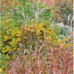 Chinaschilf 'Ghana' (Miscanthus sinensis) im Garten, rötliche Blätter und silbrige Blütenstände.