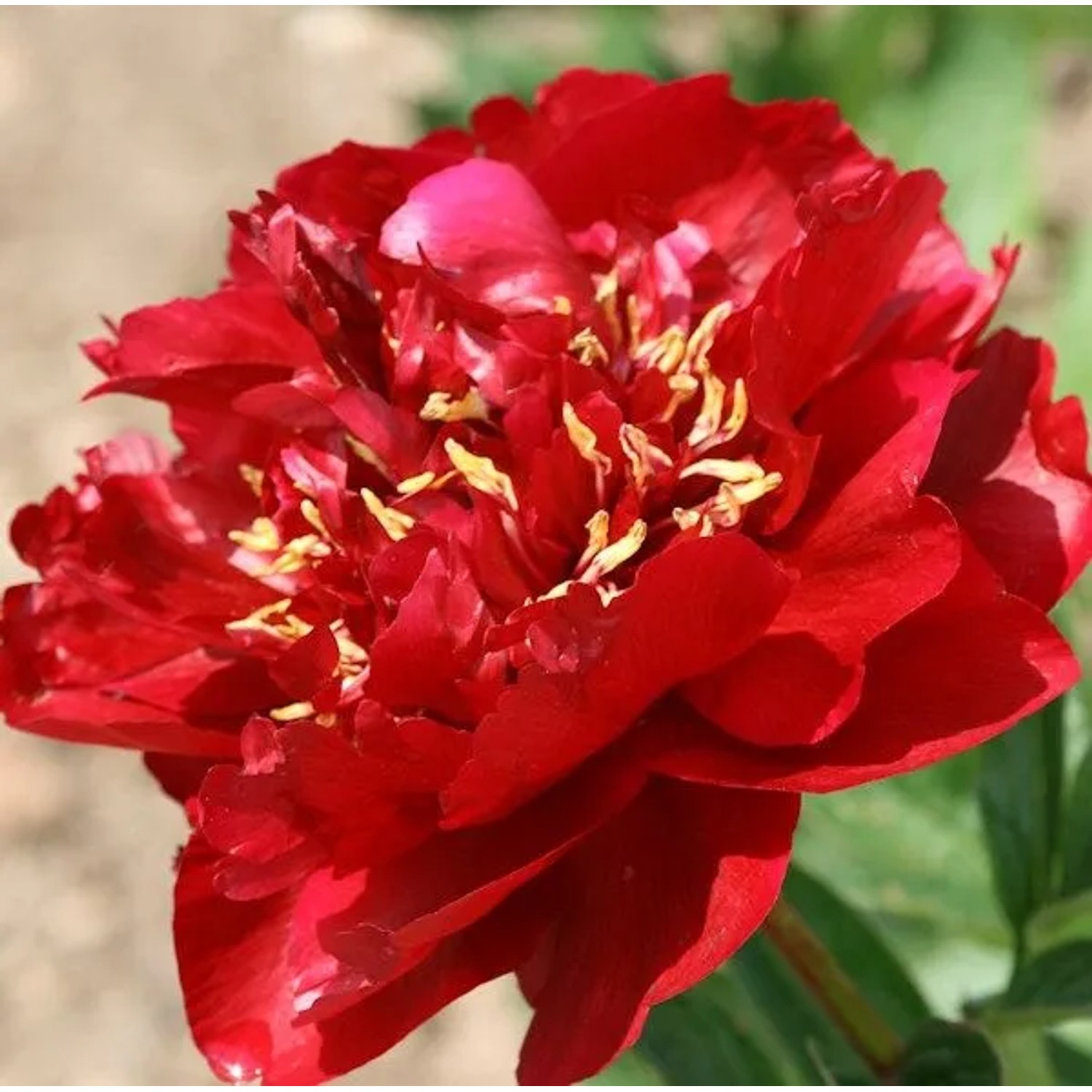 Edelpfingstrose Buckeye Belle - Paeonia,actiflora