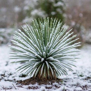 Exotenherz Palmlilie Yucca Rostrata 24cm Topf 60cm Hoch