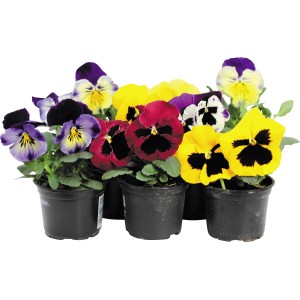 Stiefmütterchen in verschiedenen Farben im 9 cm Topf. Frühlingsblüher für Beet und Balkon.