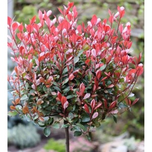 Hochstamm Glanzmispel Red Robin 80-100cm - Photinia fraseri
