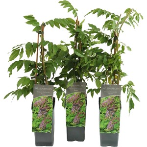 Blauregen (Wisteria) kaufen bei OBI