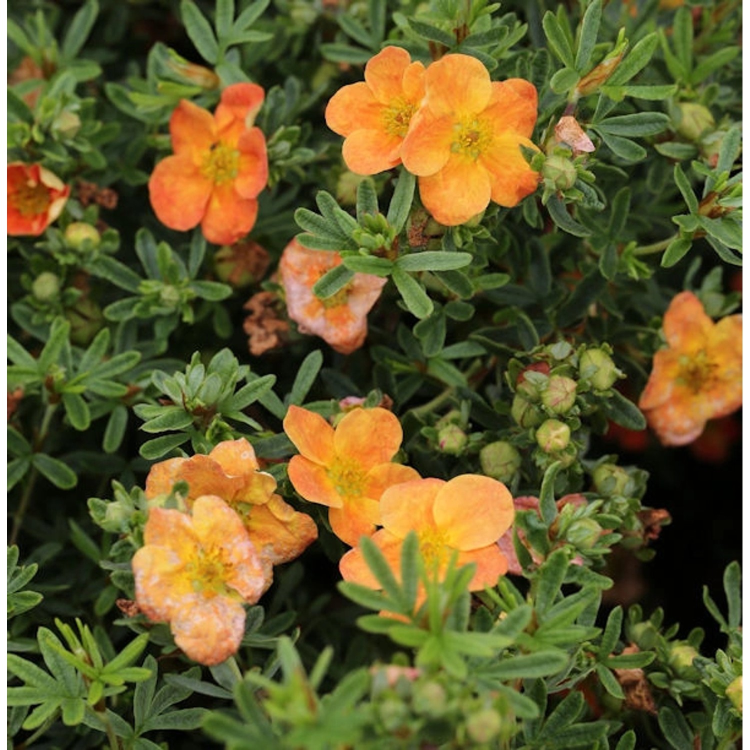 10x Fünffingerstrauch Mango Tango - Potentilla fruticosa günstig online kaufen