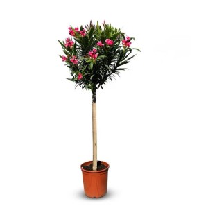 Sunny-Tree Oleander auf Stamm Farbe Rot Nerium Oleander Höhe 140-160 cm Pflanze für Draußen Immergrün im Winter Mediterrane Pflanze