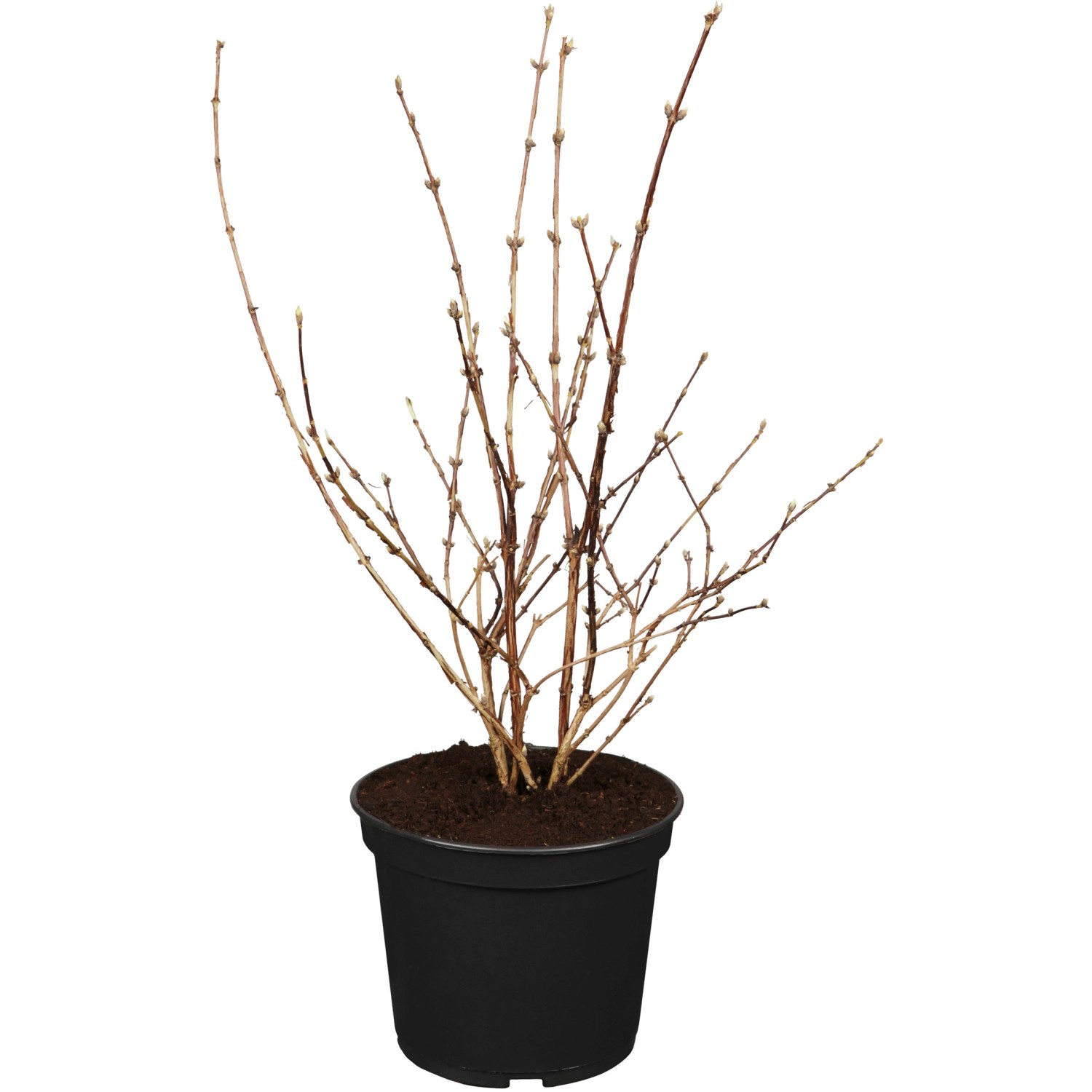 OBI Deutzie Mont Rose Rosa Höhe ca. 50 - 60 cm Topf ca. 3,5 l Deutzia günstig online kaufen