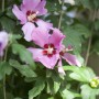 Rosa Hibiscus Garteneibisch im 9x9 cm Topf mit grünen Blättern und pinken Blüten.