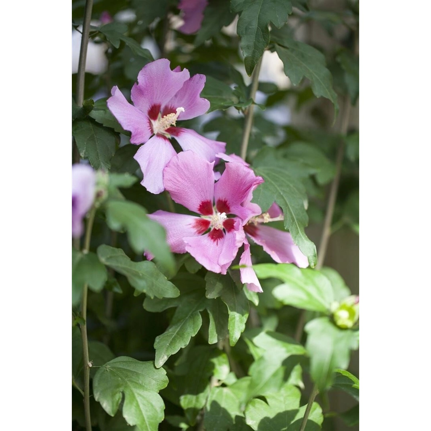 Hibiscus Syriacus Garteneibisch Ca. 9x9 cm Topf günstig online kaufen