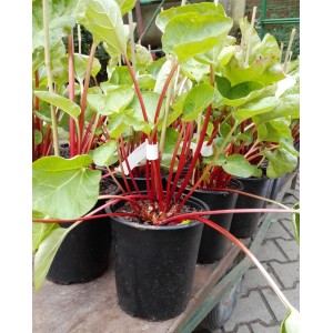 Rhabarber Canada Red