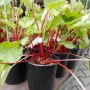 Rhabarber Canada Red Pflanze im Topf mit roten Stielen und grünen Blättern.