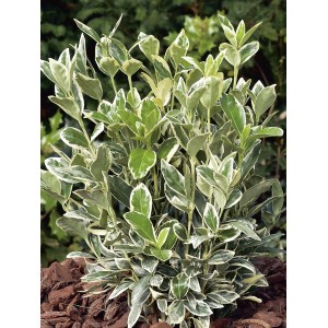 Japanischer Spindelstrauch Bravo, ca. 90cm hoch, mit grün-weiß geränderten Blättern.