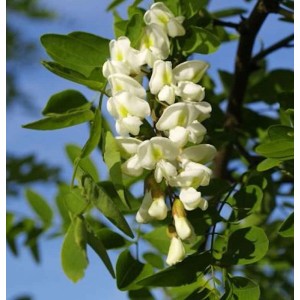 Blühende Korkenzieher-Robinie (Robinia pseudoacacia) mit weißen Blüten und grünen Blättern.