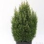 Gartenzypresse Snow White (50-60cm) im Topf. Kegelförmiger, immergrüner Strauch für den Garten.
