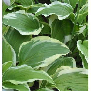 Funkie 'Moerheim' (Hosta fortunei) mit grün-weiß panaschierten Blättern, Nahaufnahme.