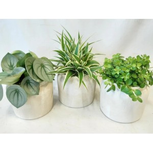 Grünpflanzen-Mix im Keramiktopf, ca. 25cm hoch, verschiedene Sorten.