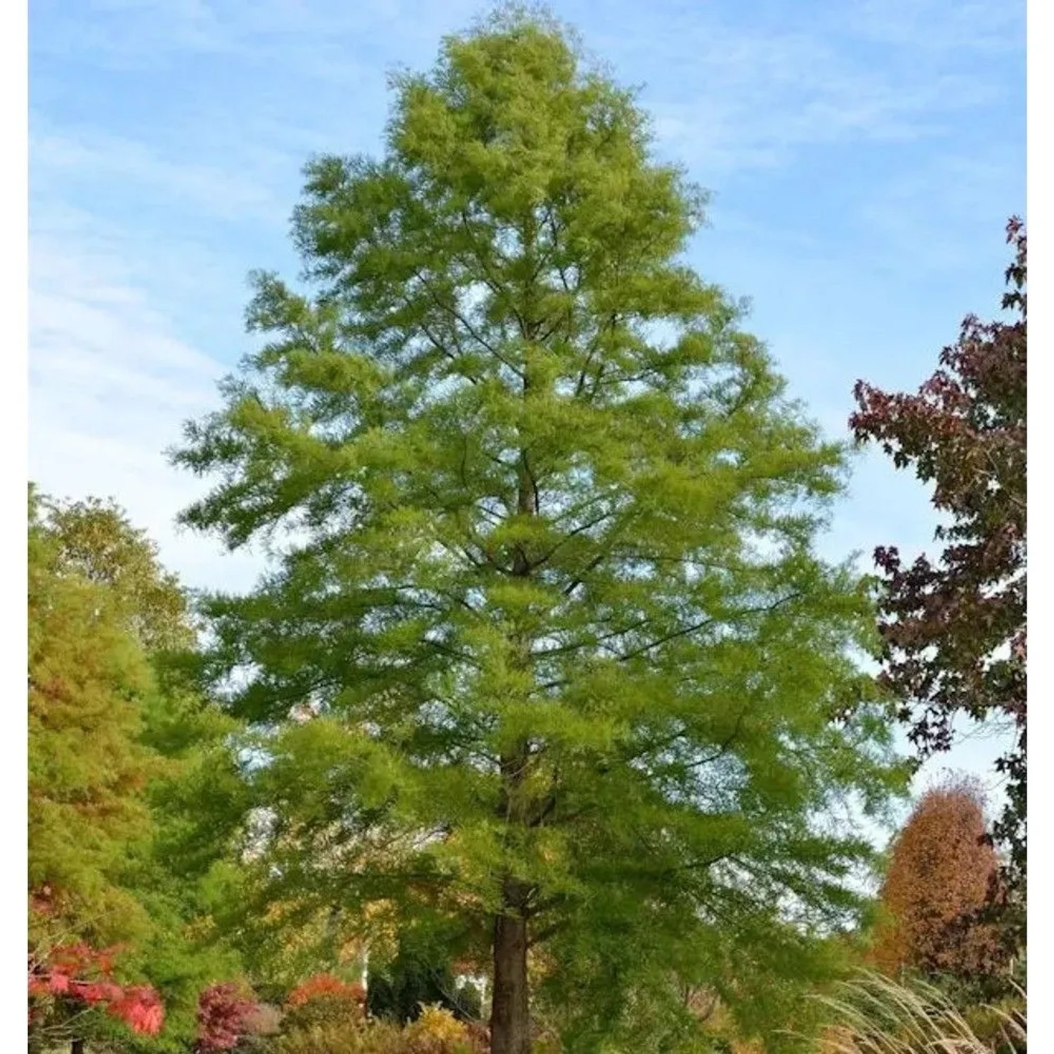 Sumpfzypresse 100-125cm - Taxodium distichum