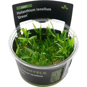 Stoffels Aquariumpflanze Helanthium tenellum Green im Topf, grüne Vordergrundpflanze.