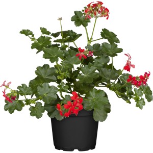 Hängende Geranie Rot im Topf, eine beliebte Hängepflanze mit leuchtend roten Blüten.