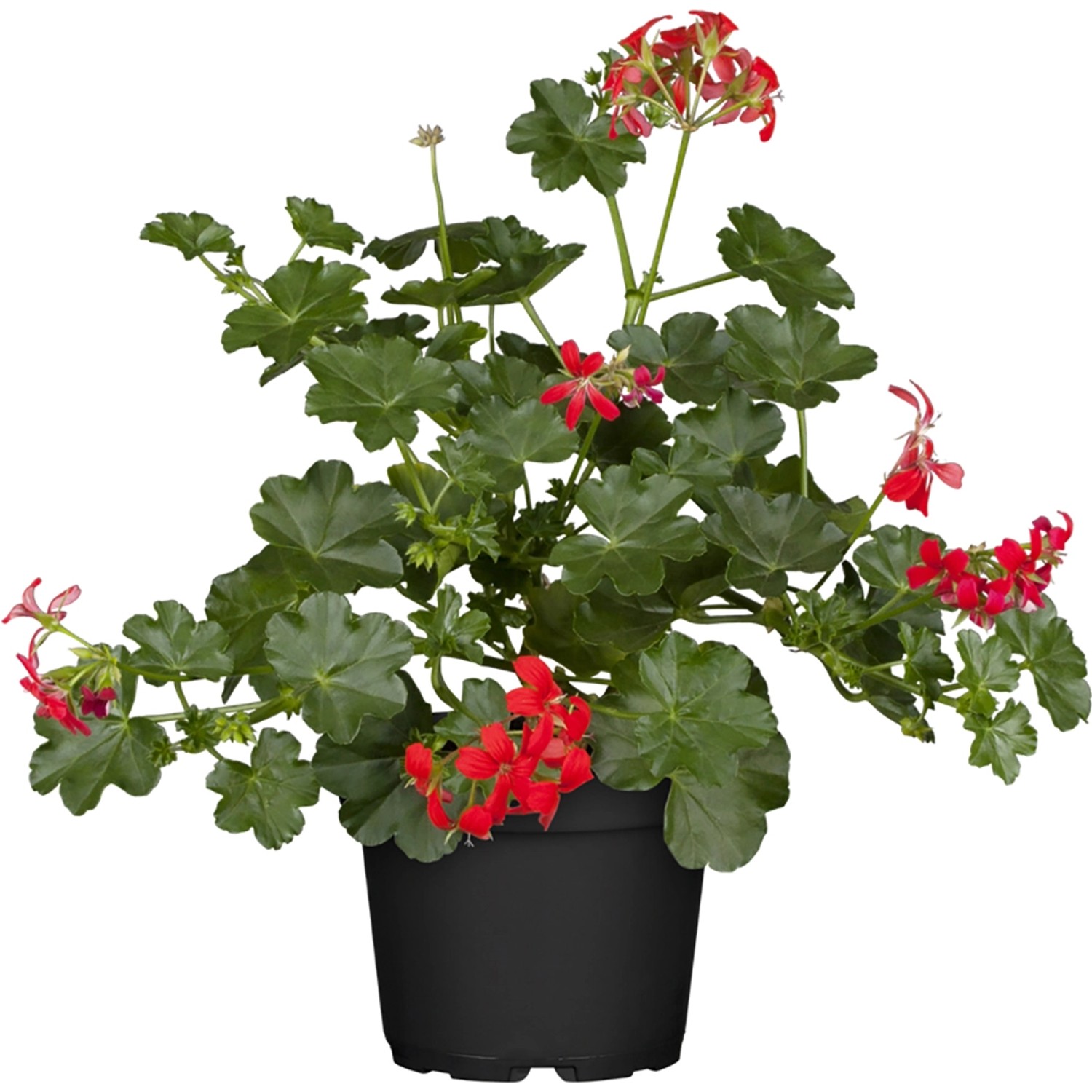 Hängende Geranie Rot Topf-Ø ca. 12 cm Pelargonium günstig online kaufen