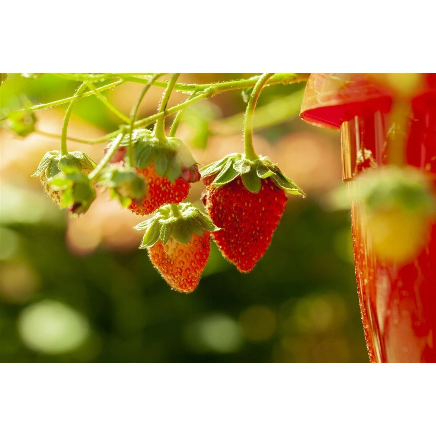 Fragaria Vesca Elsanta Walderdbeere Ca. 9x9 Cm Topf günstig online kaufen