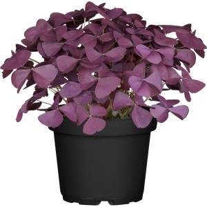 OBI Roter Glücksklee im Topf, ca. 10cm. Balkonpflanze mit auffälligen, dunkelroten Blättern.