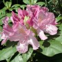 Rosa Rhododendron Roseum Elegans mit grünen Blättern und zarten Blüten.