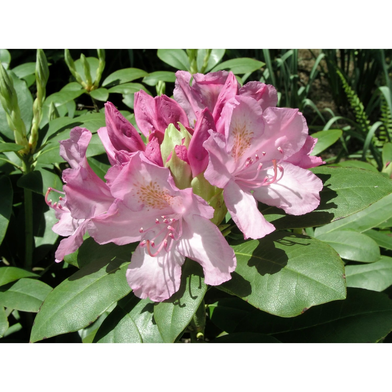 Rosa Rhododendron Roseum Elegans mit grünen Blättern und zarten Blüten.