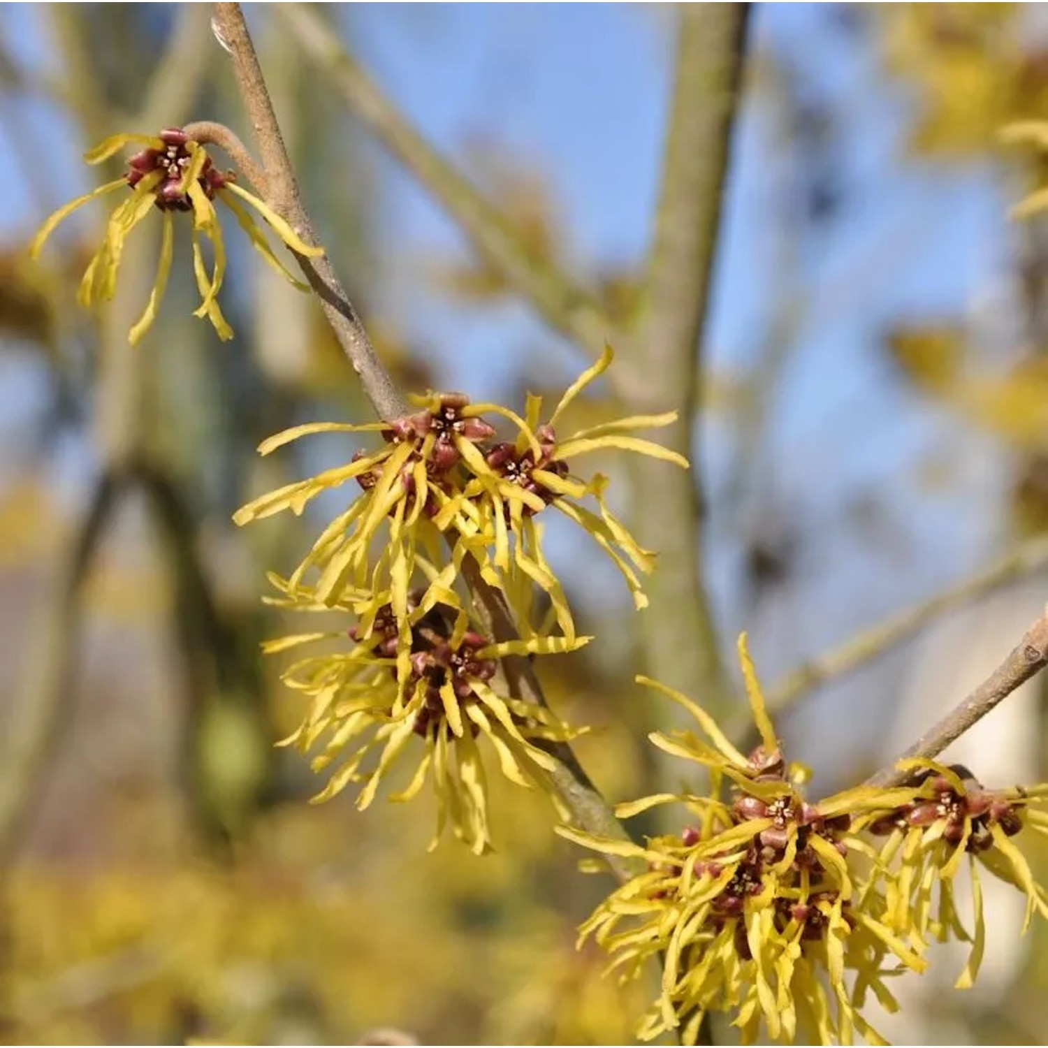 Zaubernuß Evi 80-100cm - Hamamelis intermedia