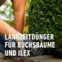 Hände in Handschuhen düngen einen grünen Buchsbaum mit Compo Buchsbaum- und Ilex Langzeit-Dünger.
