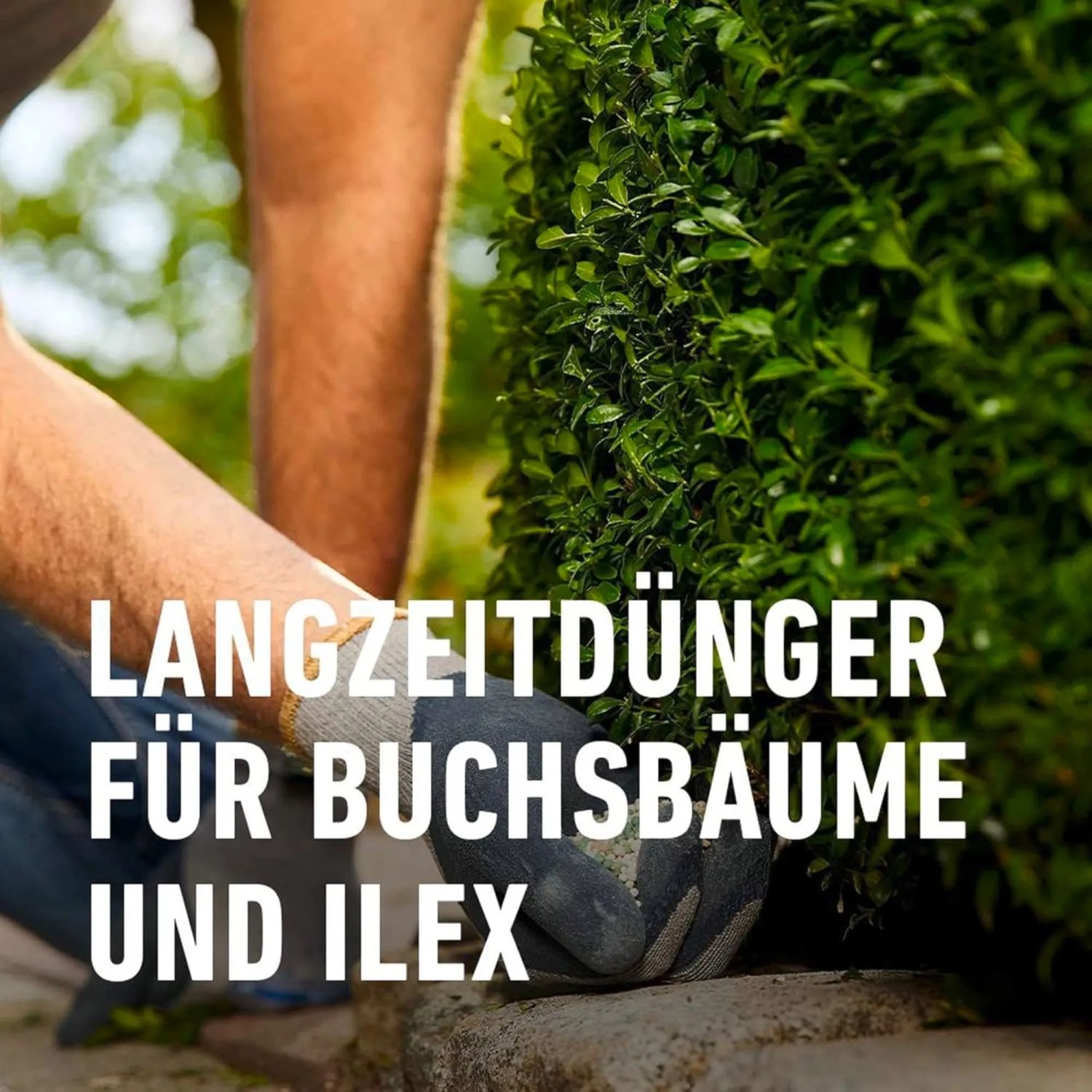 Hände in Handschuhen düngen einen grünen Buchsbaum mit Compo Buchsbaum- und Ilex Langzeit-Dünger.