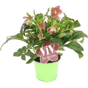 Orientalische Lenzrose Victoria im Topf, purpurrote Blüten, ca. 15 cm Topfgröße.