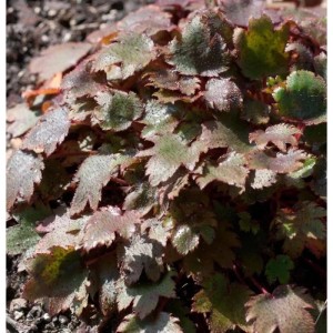 Steinbrech 'Black Ruby': Staude mit rötlich-grünen Blättern im Beet.