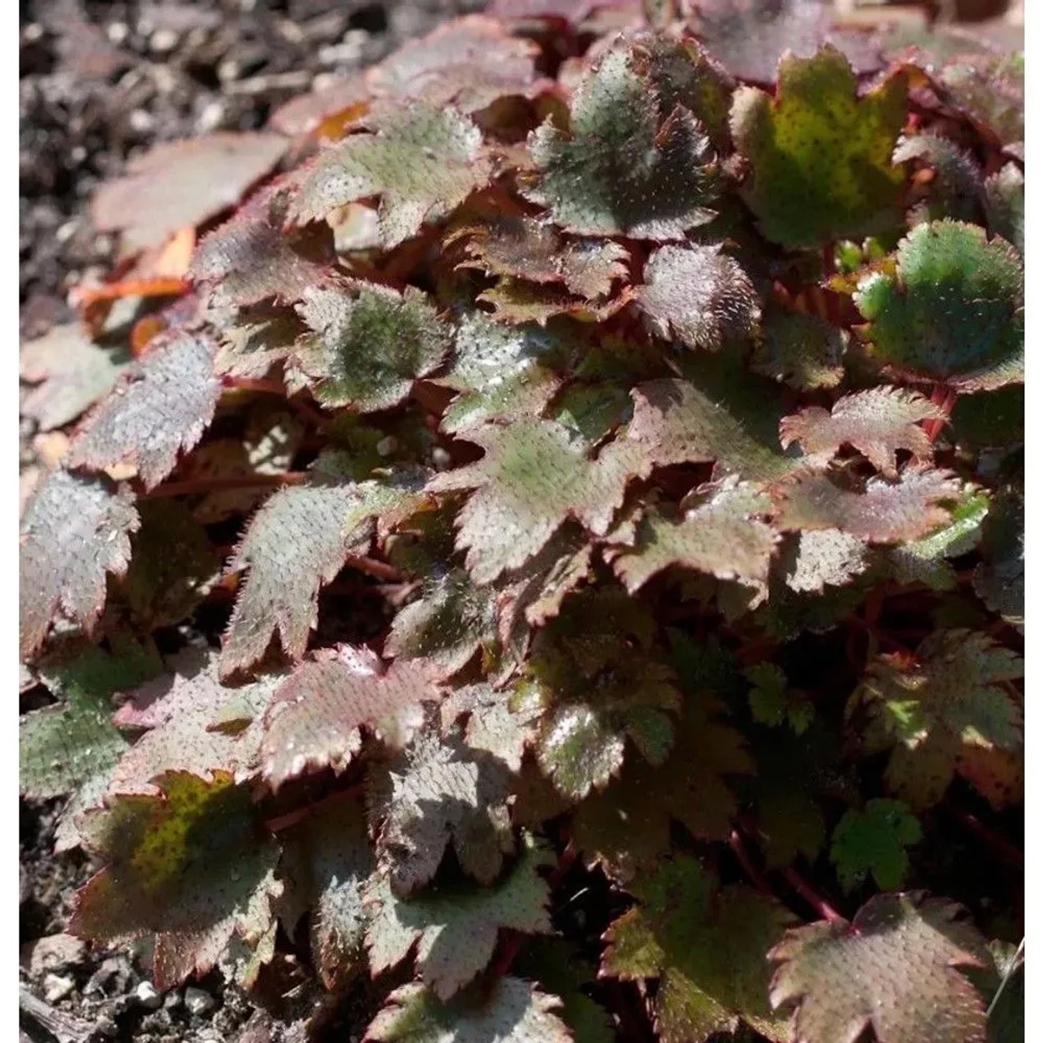 Steinbrech Black Ruby - Saxifraga fortunei