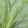 Detailaufnahme des grünen Ziergrases Carex Irish Green im Topf.
