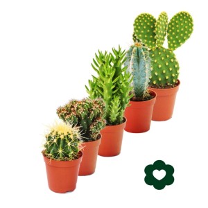 Set aus 5 verschiedenen Kakteen im 5,5cm Topf. Exotenherz Kakteen-Mix für sonnige Standorte.