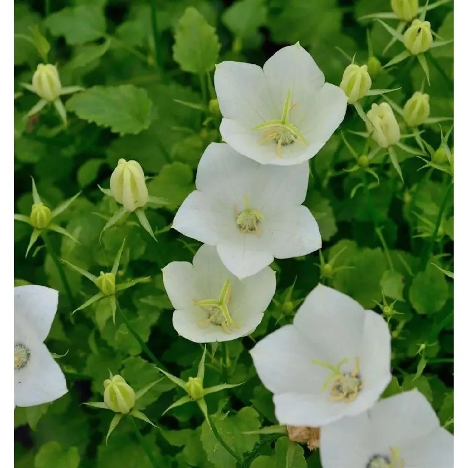 Karpaten Glockenblume White Uniform - Campanula carpatica